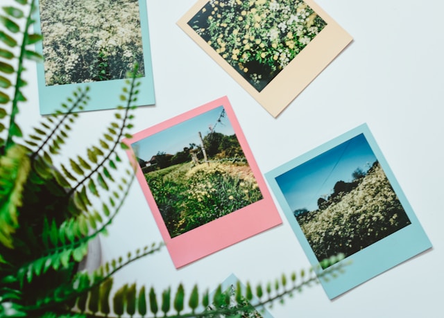 Garden photos on the wall, by Nik via Unsplash