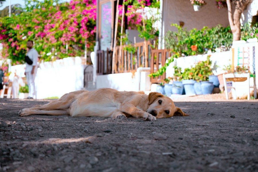 Dog on a hot day, by Akanda Kilicarslan via Unsplash